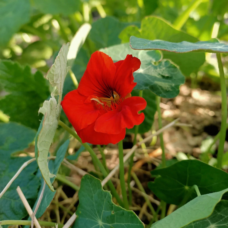 Red Nasturtium plant