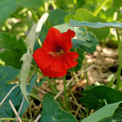 Red Nasturtium plant