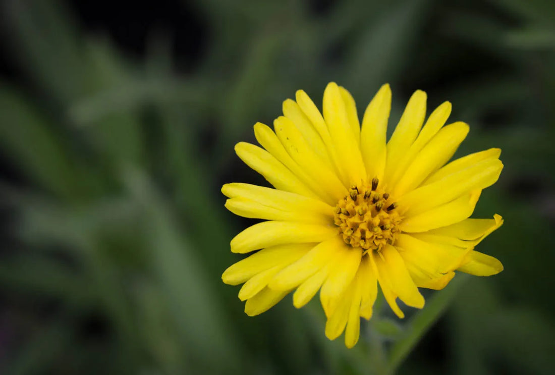 Spring Madia flower seeds