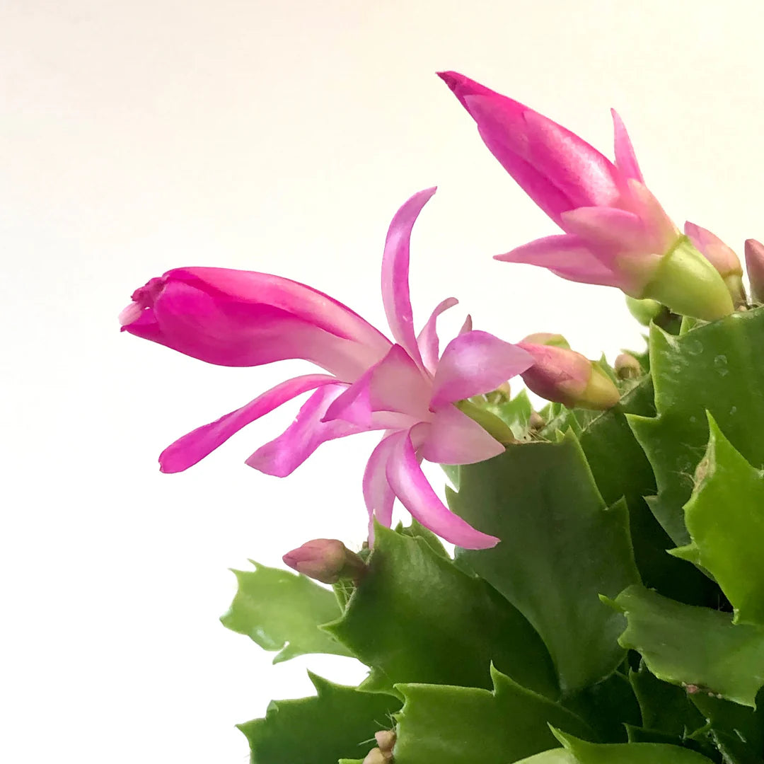 Pink Schlumbergera flower seeds