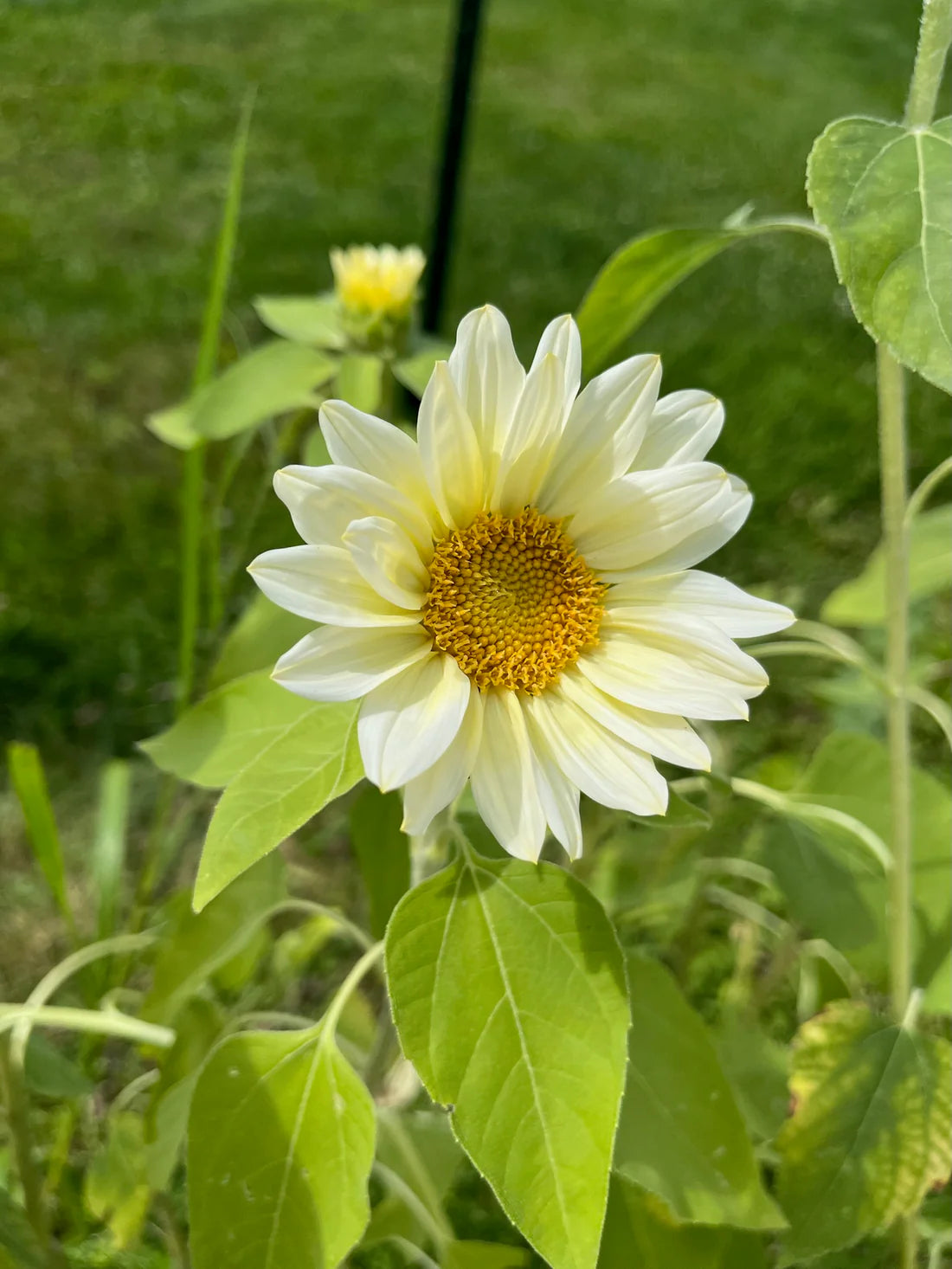 Sunflower White flower seeds