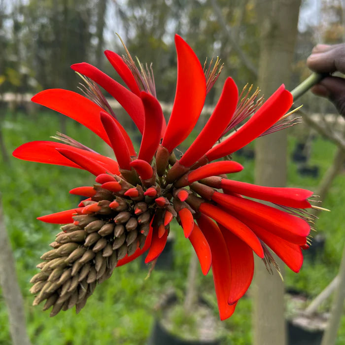 Erythrina flower seeds