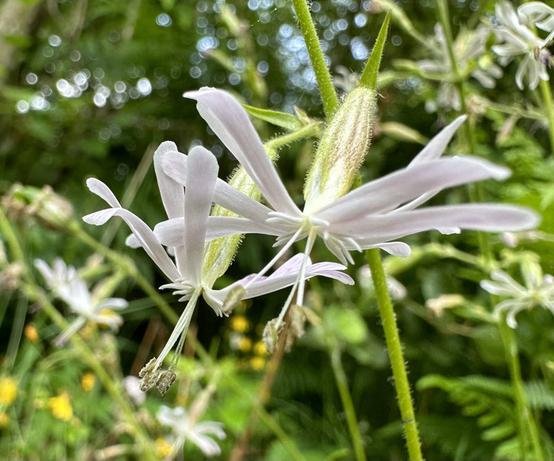 White Catchfly Flower Seeds for Planting – Heirloom Wildflower Seeds