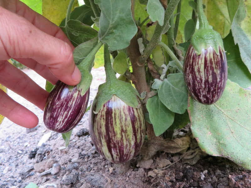 Udumalpet Eggplant Seeds for Planting – Heirloom Garden Seeds
