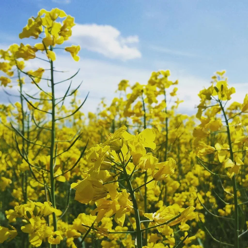 Yellow Rapeseed flower seeds