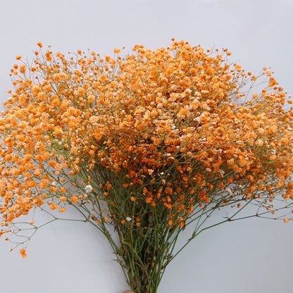 Gypsophila flower seeds