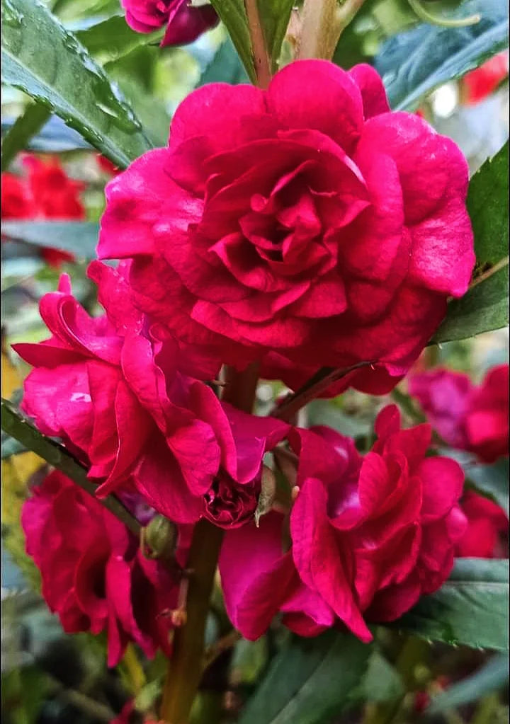 Pink Balsam flower seeds