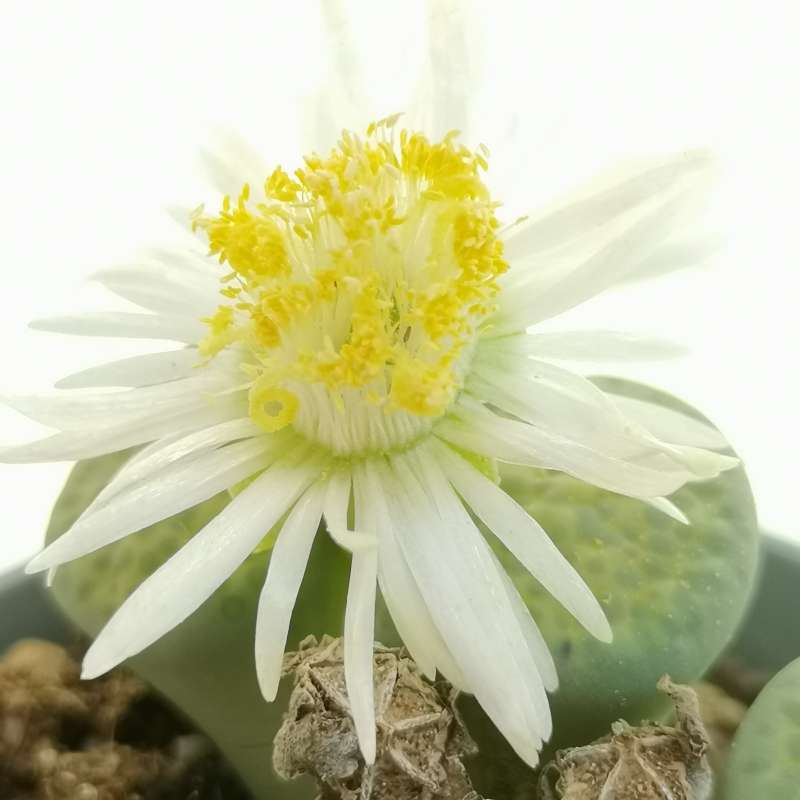 Lithops Succulent flower seeds