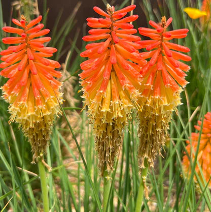 Red Kniphofia flower seeds