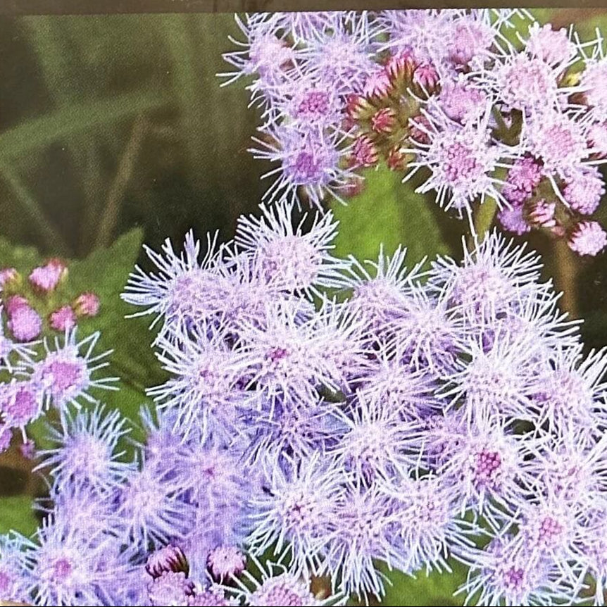 Conoclinium coelestinum Mistflower plant