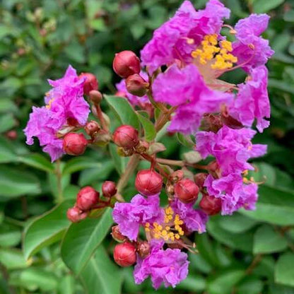 Perennial Crape Myrtle plant
