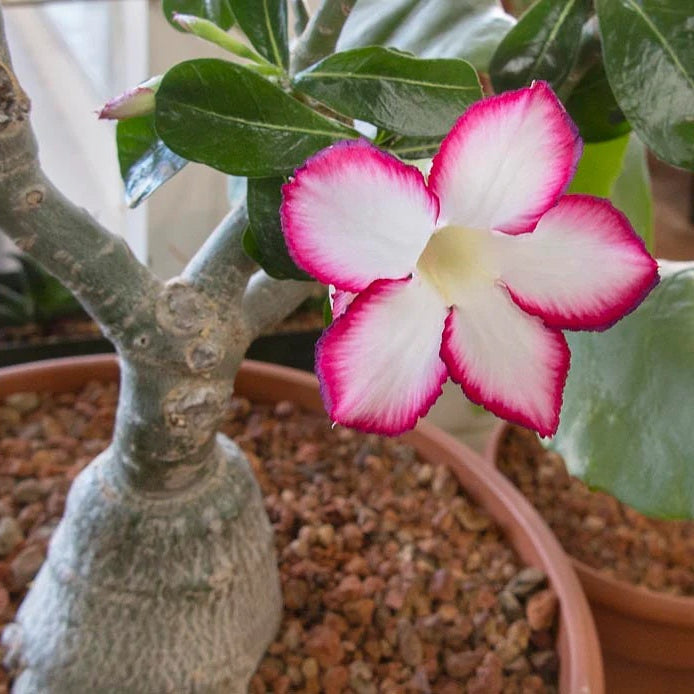 Succulent Desert Rose plant