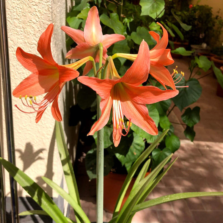 Barbados Lily Amaryllis plant