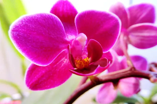 Pink Butterfly flower seeds