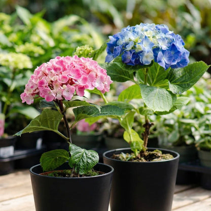 Hydrangea flower seeds