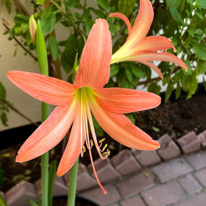 Barbados Lily Amaryllis plant