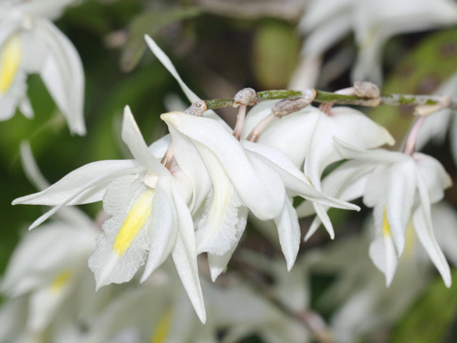 Dove Orchid flower seeds