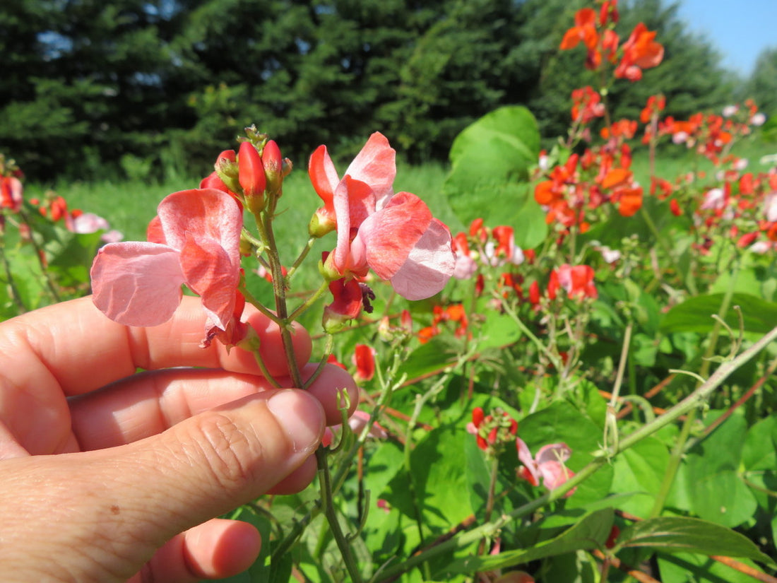 Bean Hestia flower seeds