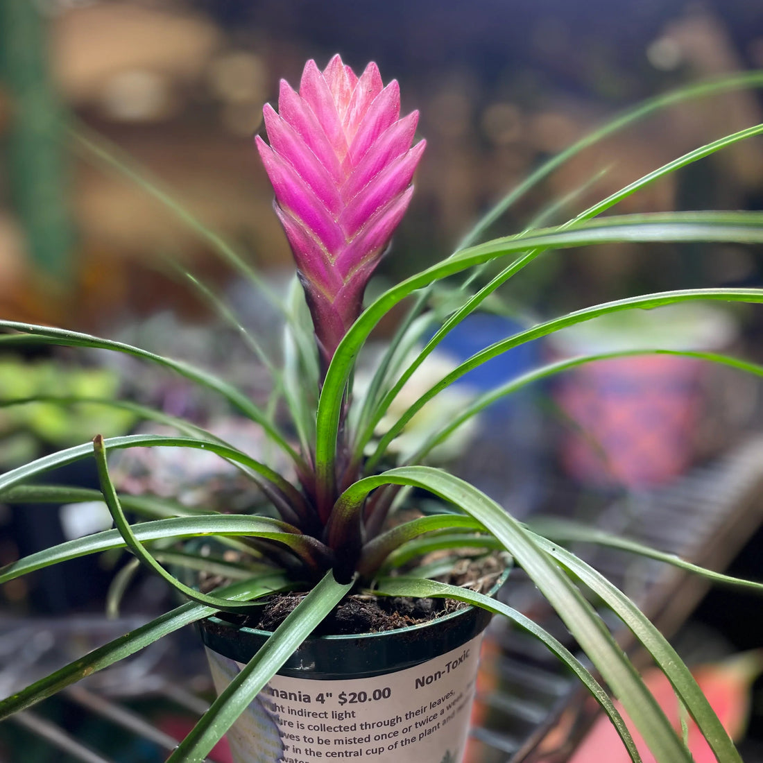 Bromeliad Tillandsia flower seeds