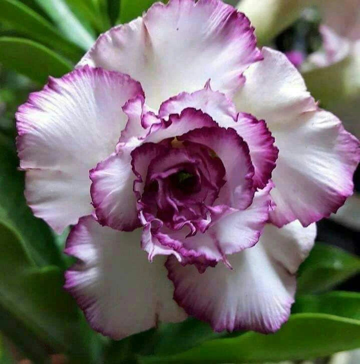 White Purple flower seeds