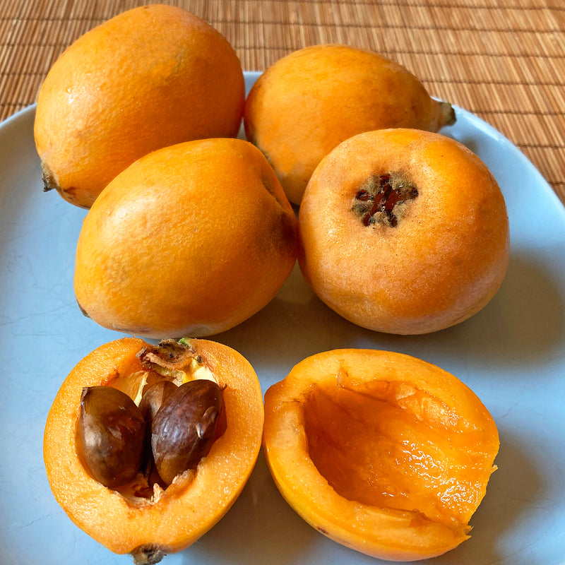 Loquat Fruit Seeds for Planting – Heirloom Non-GMO Garden Seeds