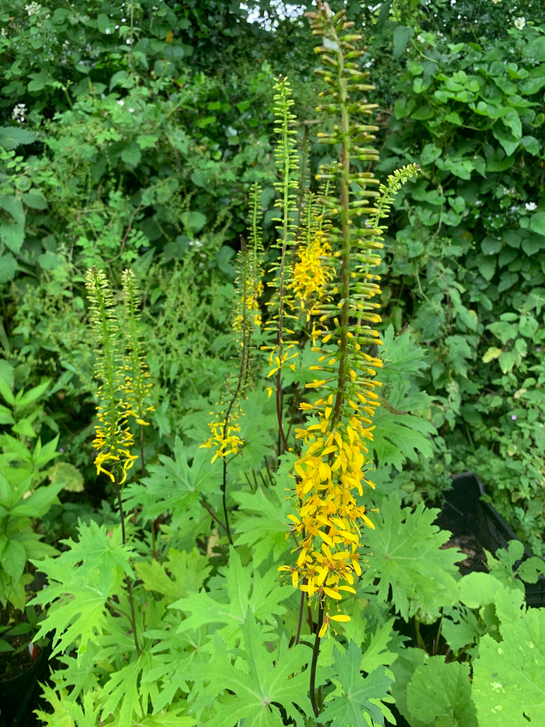 Ligularia Przewalskii flower seeds