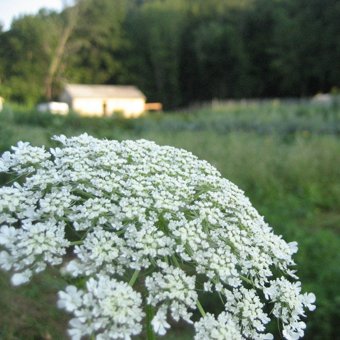Bishop'S flower seeds