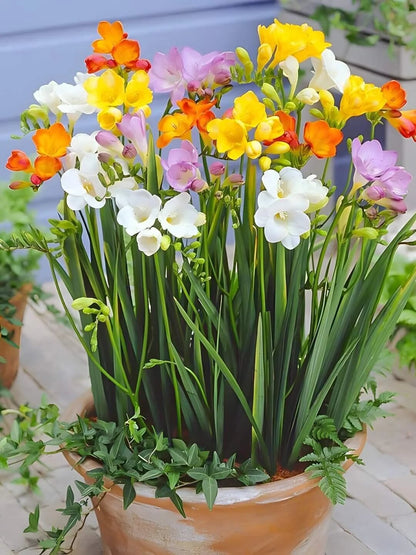 Mixed Freesia Flower Seeds for Planting – Colorful Heirloom Garden Flowers
