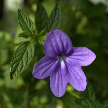 Violet Browallia Flower Seeds for Planting – Heirloom Non-GMO Garden Seeds