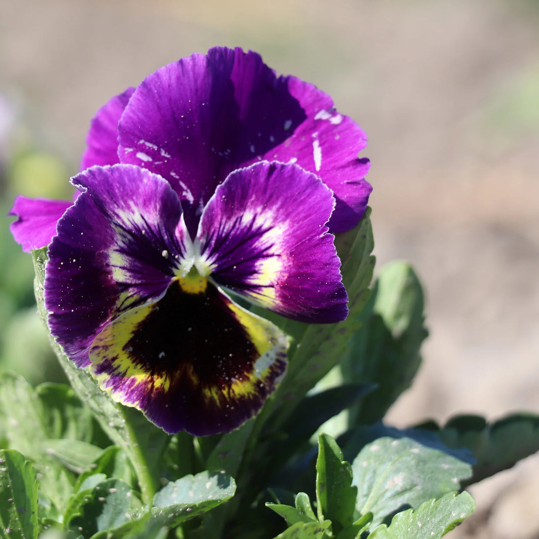 Viola Germania flower seeds