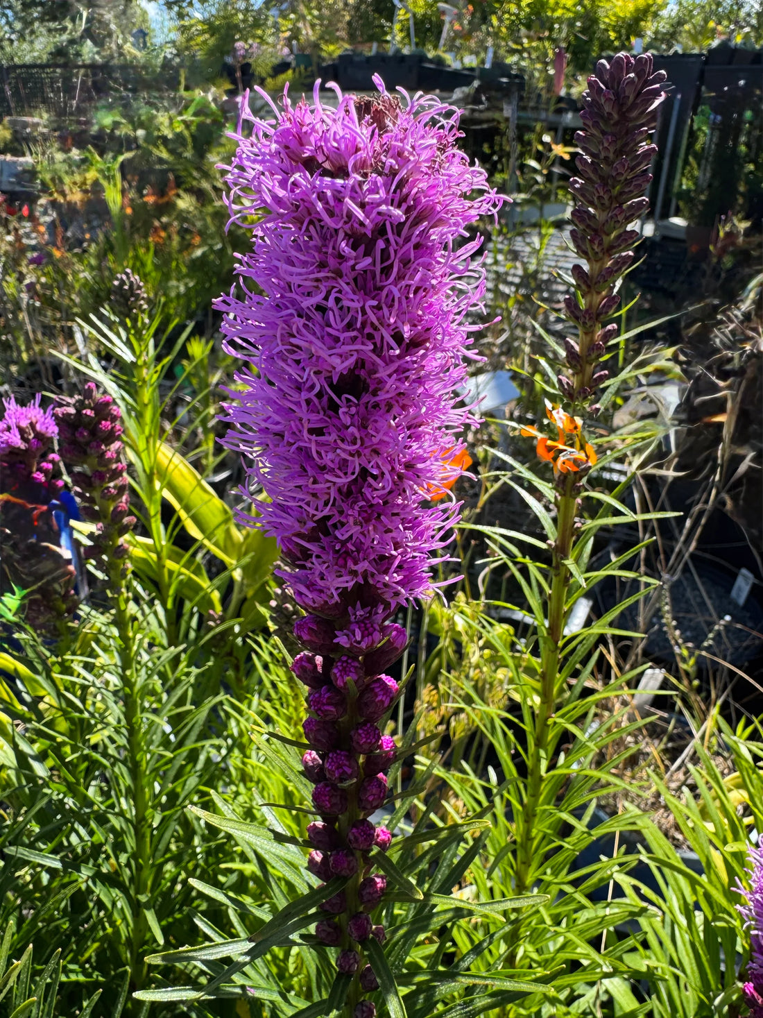 Liatris Spicata flower seeds