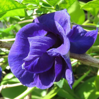 Ternatea Butterfly Pea plant