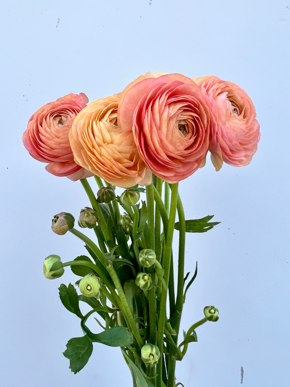 Peach Ranunculus flower seeds