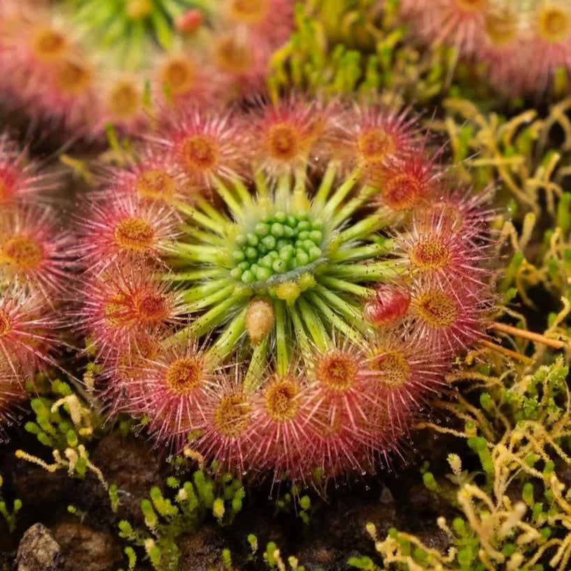 Venus Flytrap flower seeds