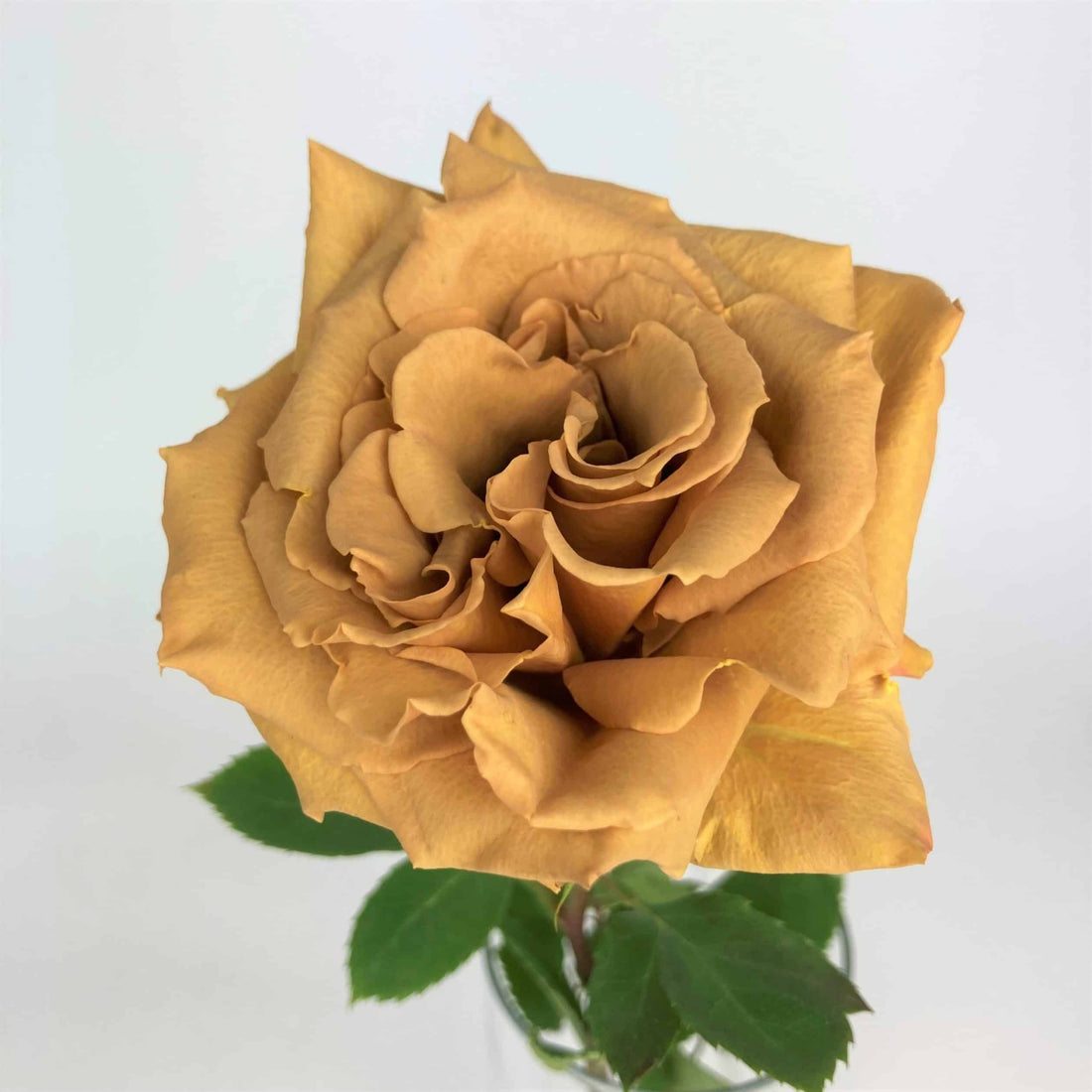 Gold Rose flower seeds