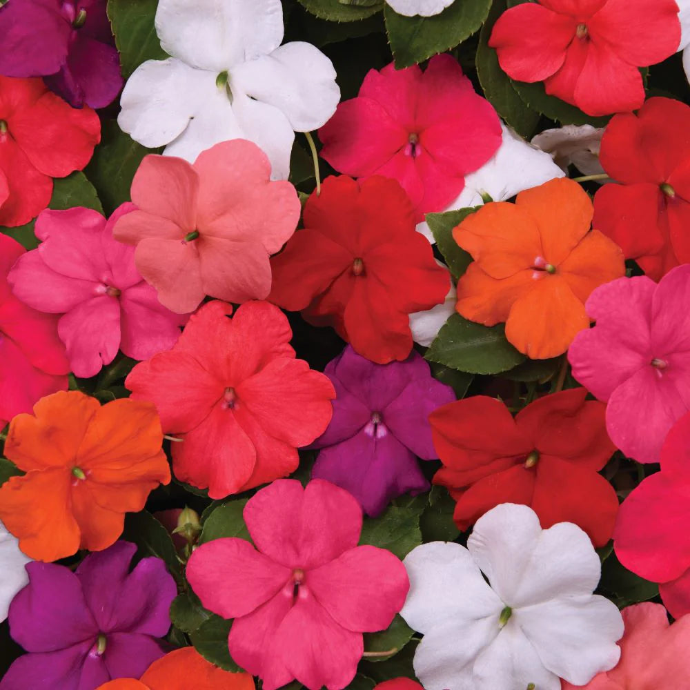Impatiens flower seeds