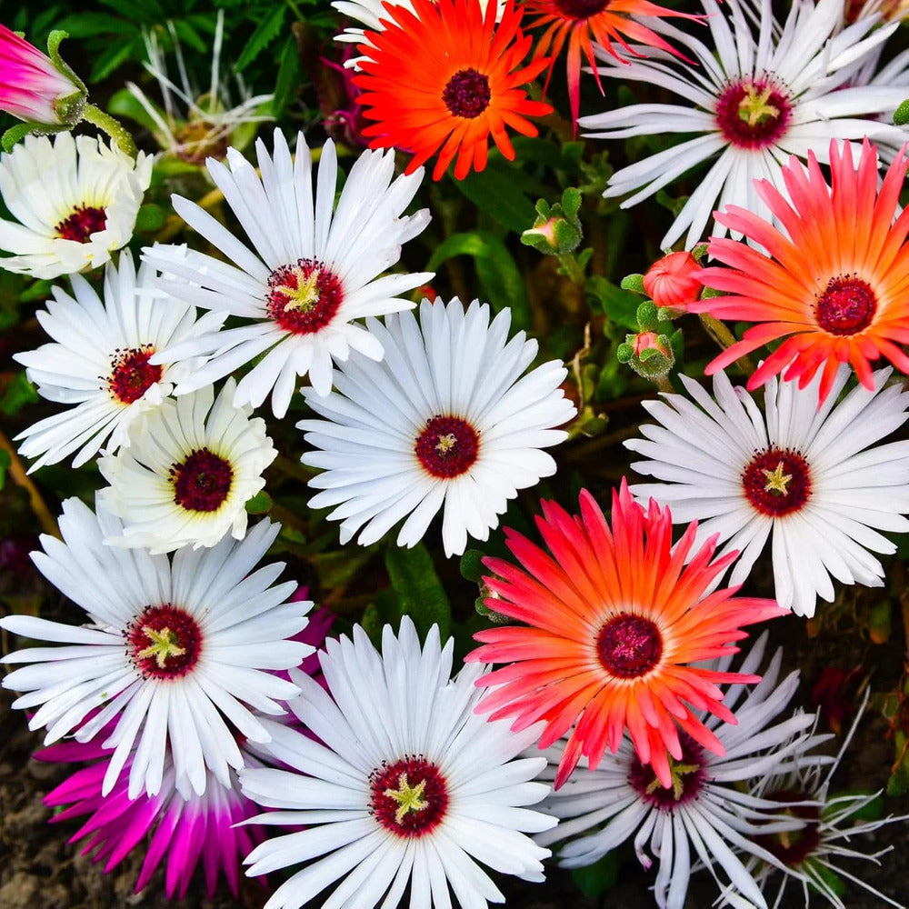 Ice flower seeds