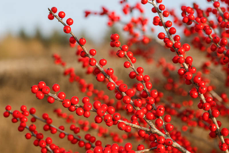 Red Winterberry Fruit Seeds for Planting – Heirloom Non-GMO Garden Seeds