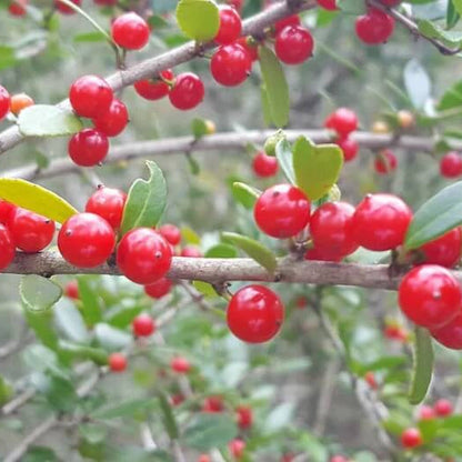 Ilex Vomitoria plant