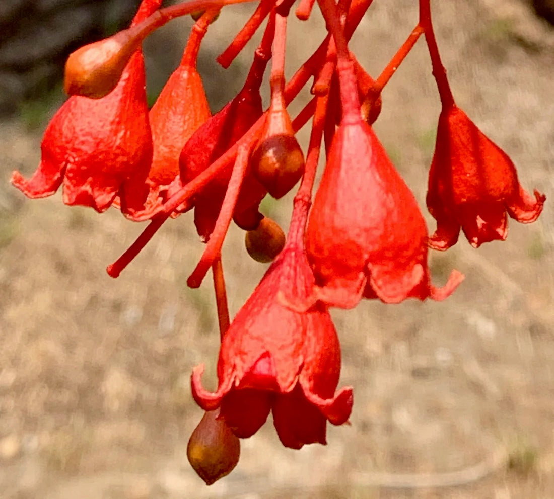 Brachychiton Acerifolius flower seeds