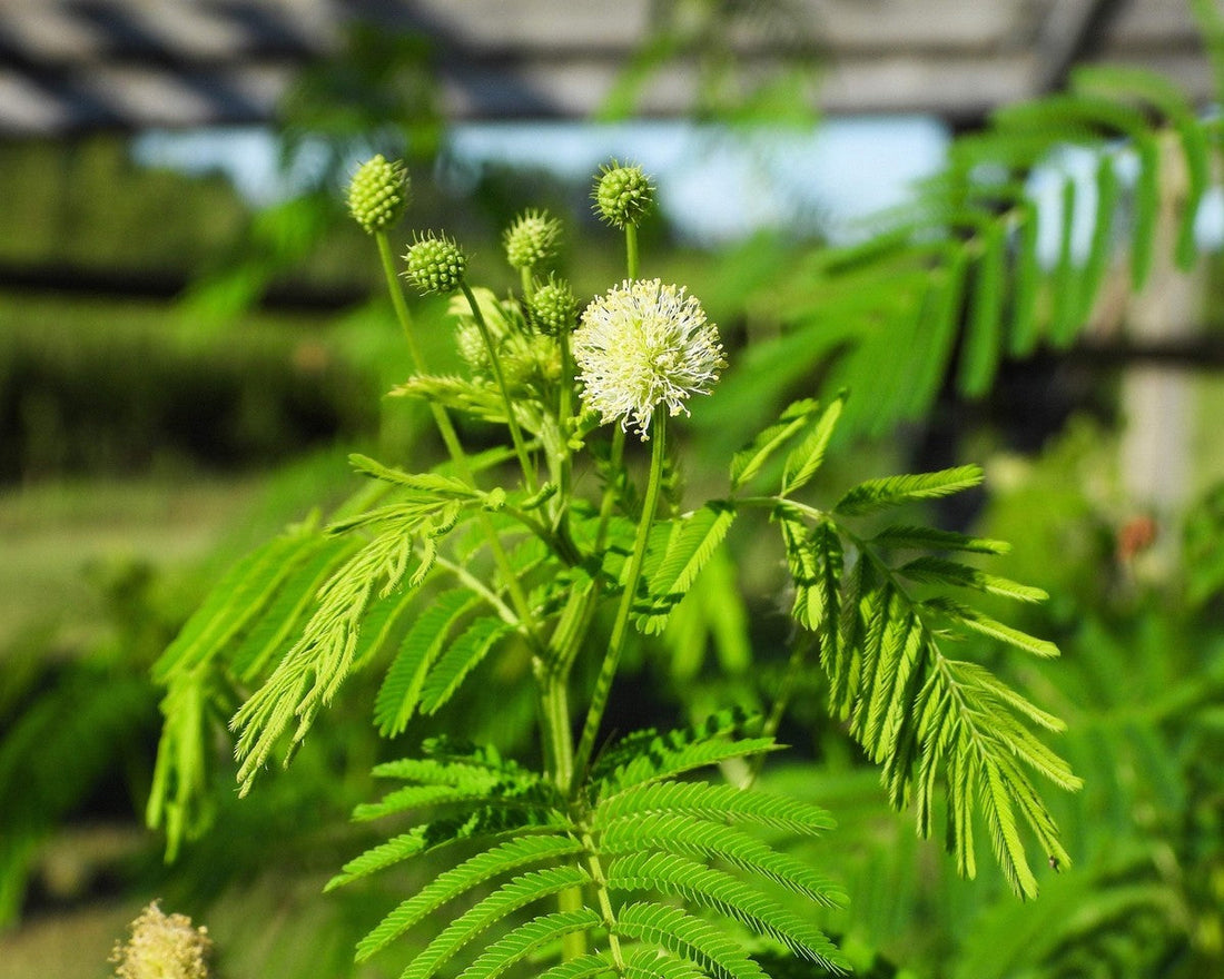 Yellow Illinois flower seeds