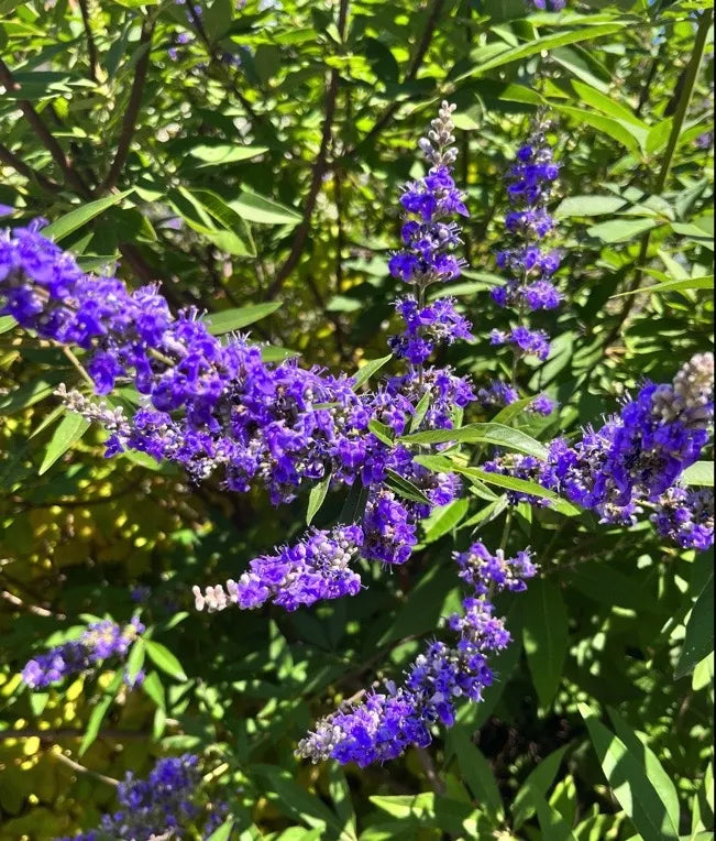 Purple Vitex flower seeds