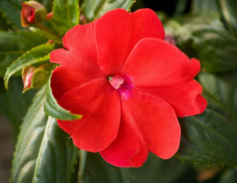 Scarlet Impatiens flower seeds