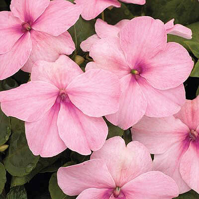 Pink Impatiens plant