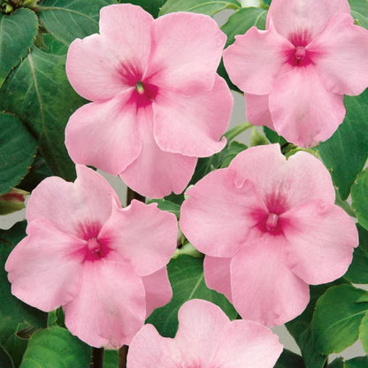 Pink Impatiens plant