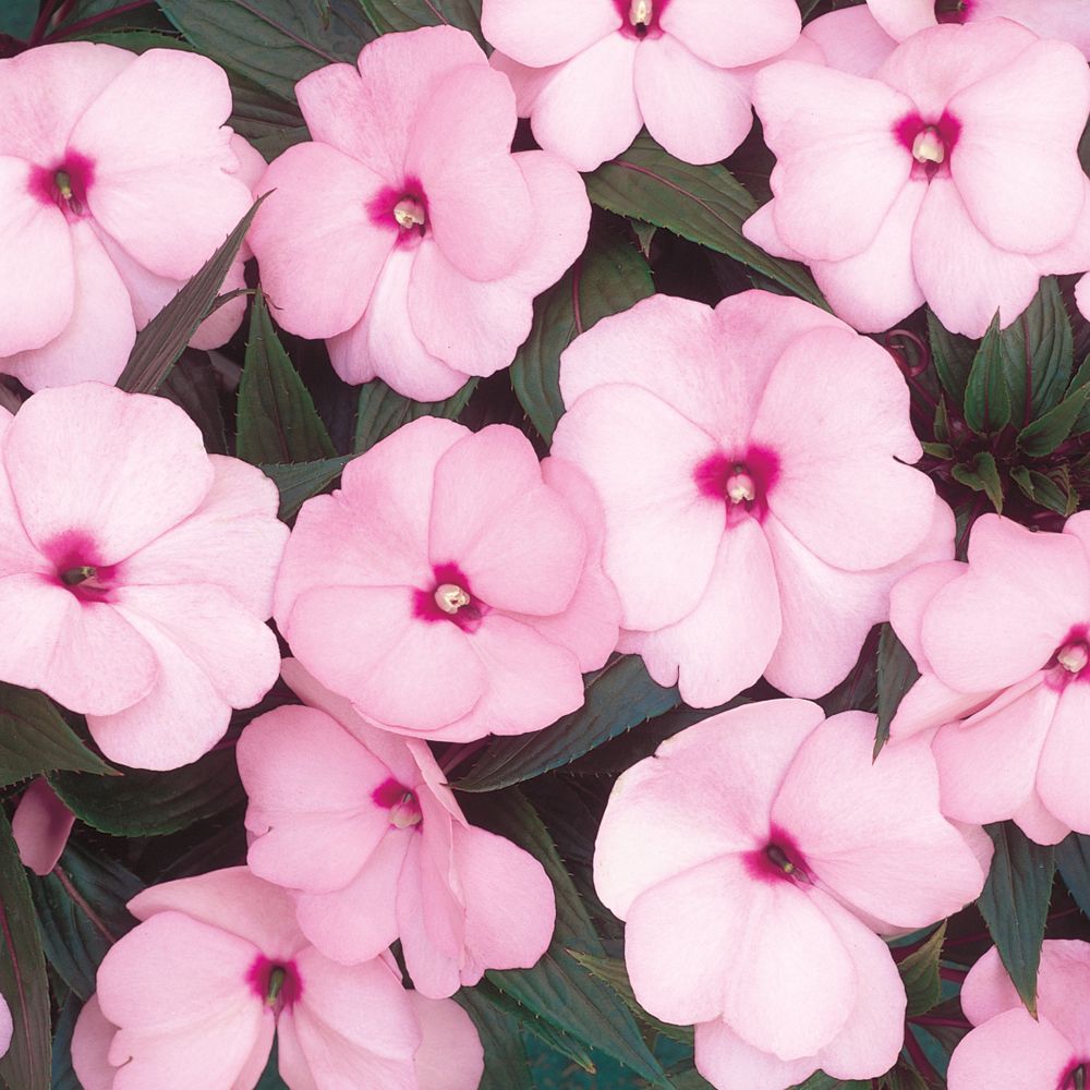 Pink Impatiens plant