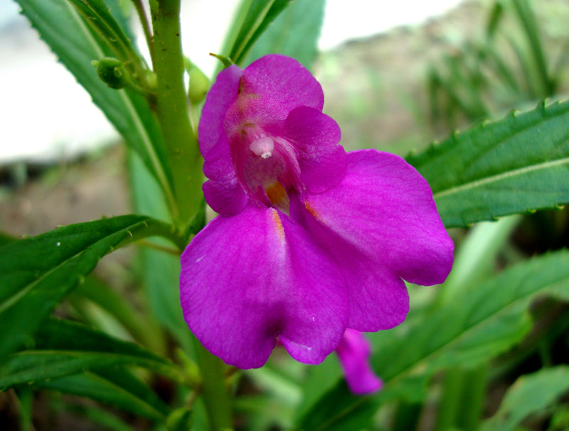 Violet Impatiens Balsamina Flower Seeds for Planting – Heirloom Non-GMO Garden Seeds
