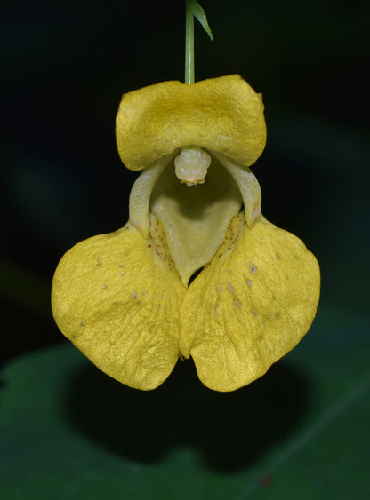 Yellow Impatiens Flower Seeds for Planting – Heirloom Non-GMO Garden Seeds