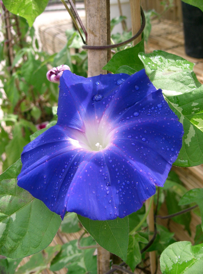 Ipomoea Flower Seeds for Planting – Heirloom Non-GMO Garden Seeds