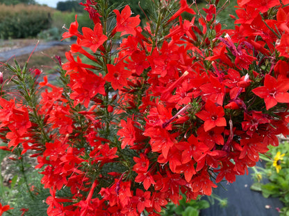 Standing Cypress flower seeds